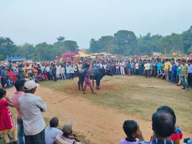 jallikattu pongal