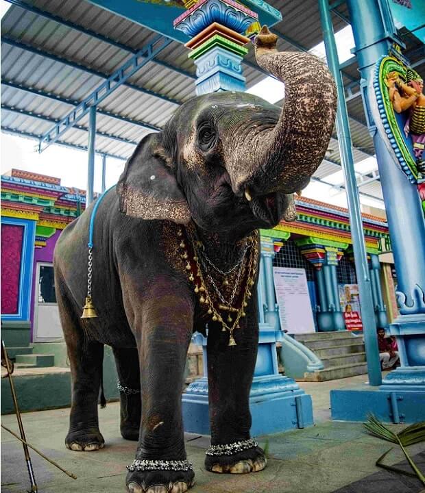 thirunallar saneeswaran temple elephant