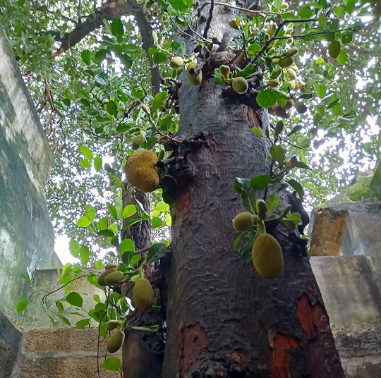 kutralanathar temple sthala maram