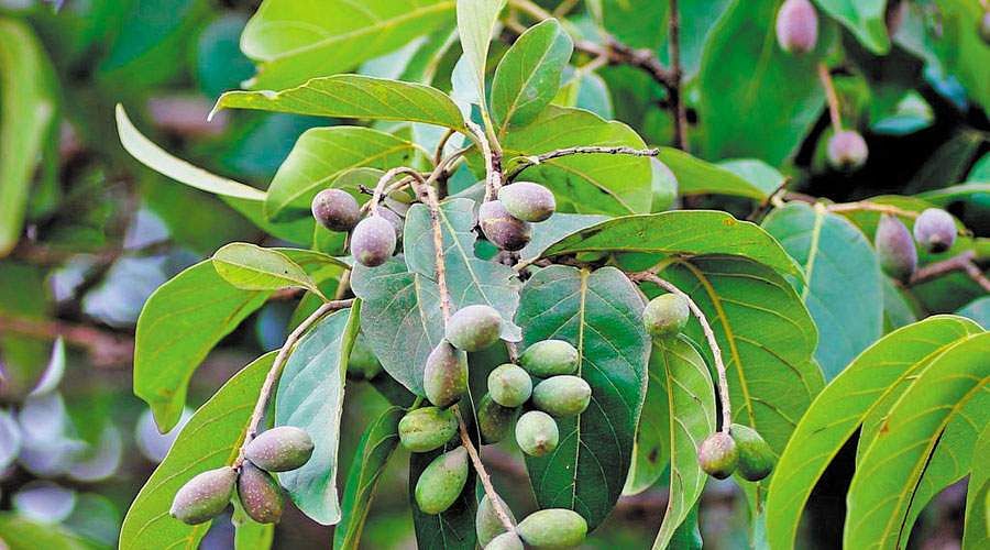 Kadukkai Tree