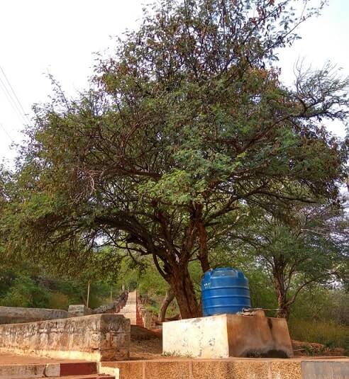 chennimalai murugan temple sthala vriksham