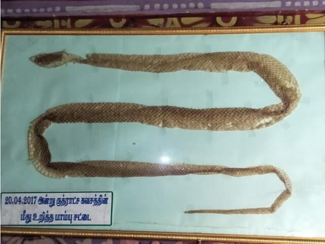 thepperumanallur shiva temple snake slough