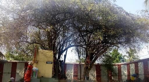 bhavani sangameshwarar temple sthala vruksham